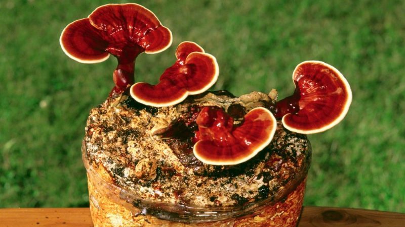 Nutriplus LivHealth – The Extraordinary Power of Lingzhi Mushrooms