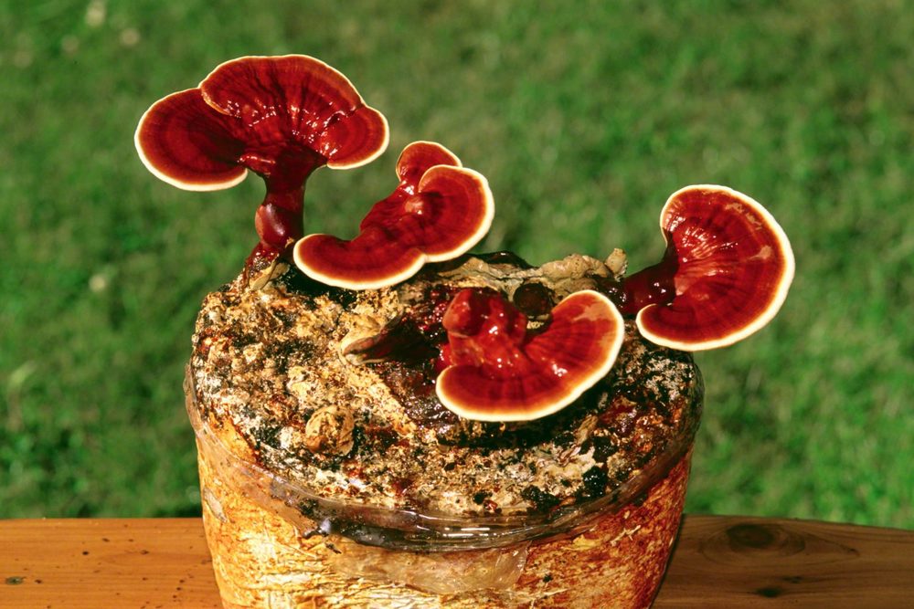 Nutriplus LivHealth – The Extraordinary Power of Lingzhi Mushrooms